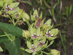 Tetraopes femoratus