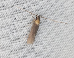 Tegenocharis tenebrans