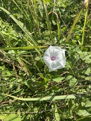 Ipomoea pandurata