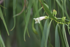 Eremophila bignoniiflora