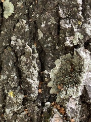 Flavopunctelia soredica