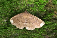 Adrapsa quadrilinealis