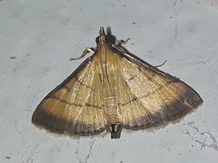 Cnaphalocrocis medinalis