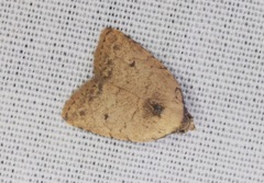 Anachrostis