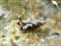 Goniodoris joubini