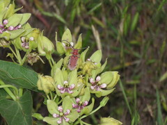Tetraopes femoratus