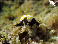 Colpodaspis thompsoni