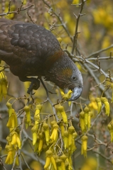Nestor meridionalis septentrionalis