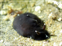 Dendrodoris nigra