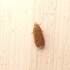 Glyphidocera juniperella