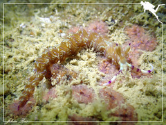 Pteraeolidia semperi