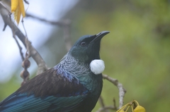 Prosthemadera novaeseelandiae novaeseelandiae