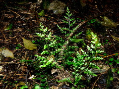 Asplenium hookerianum