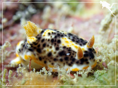 Chromodoris