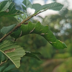 Callambulyx tatarinovii