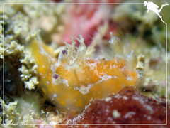 Plocamopherus pecoso