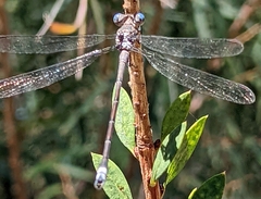 Archilestes californicus