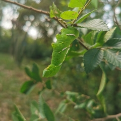 Callambulyx tatarinovii