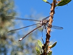 Archilestes californicus