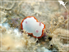 Goniobranchus rubrocornutus