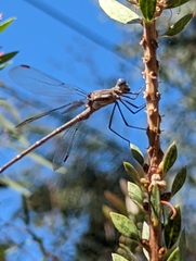 Archilestes californicus