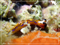 Thuridilla multimarginata
