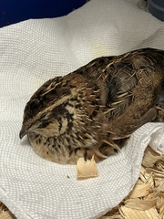 Coturnix