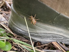 Cyphoderris