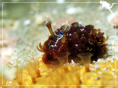 Madrella ferruginosa