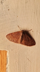 Leptostales pannaria