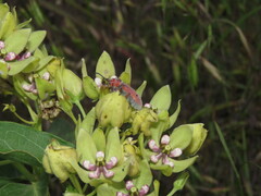 Tetraopes femoratus