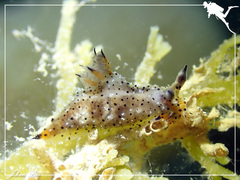 Polycera melanosticta