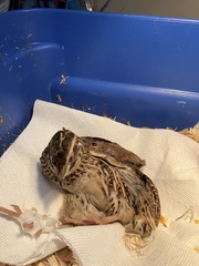 Coturnix
