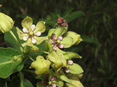 Tetraopes femoratus
