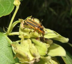 Chauliognathus marginatus