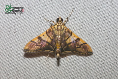 Orphanostigma