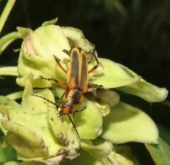 Chauliognathus marginatus
