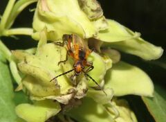 Chauliognathus marginatus