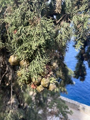 Cupressus sempervirens