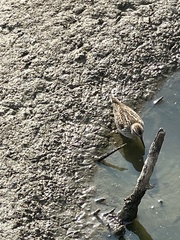 Calidris minutilla