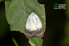 Pseudonyctemera dissimulata
