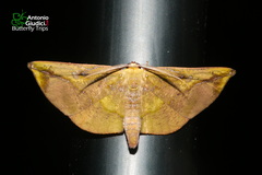 Omiza lycoraria