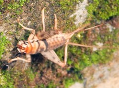 Gryllodes sigillatus