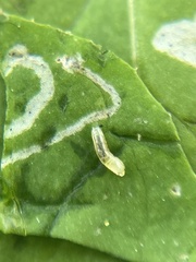 Phytomyza syngenesiae