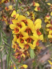 Dillwynia sericea