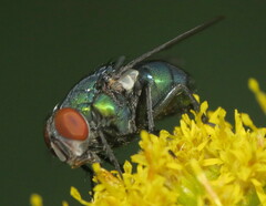 Lucilia