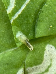 Phytomyza syngenesiae