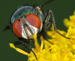 Lucilia