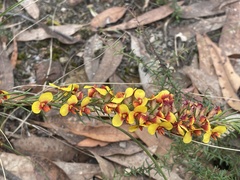 Dillwynia sericea