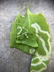 Phytomyza syngenesiae